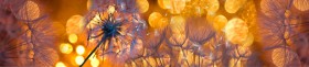 Кухонный фартук Мерцание Одуванчики золотистые 3 серебро в Ижевске - izhevsk.katalogmebeli.com | фото